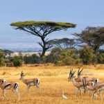 Top ten antelopes of Kenya