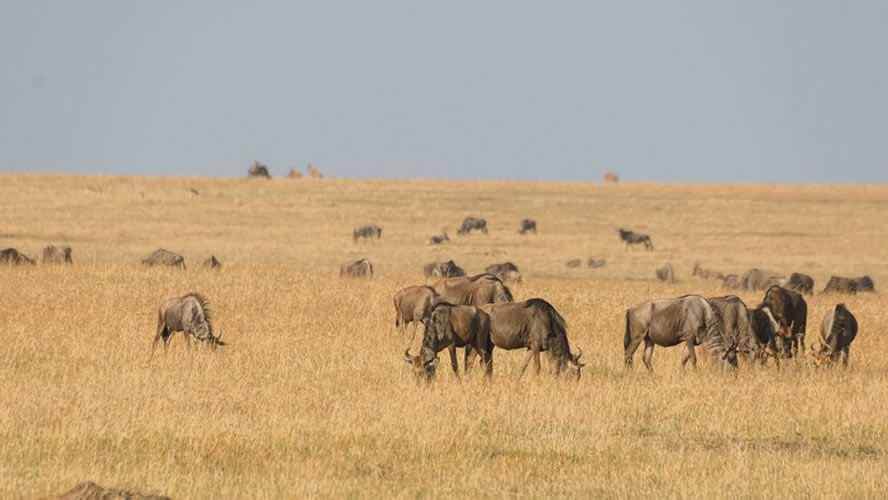 6 Days: Scenic Tanzania Safari