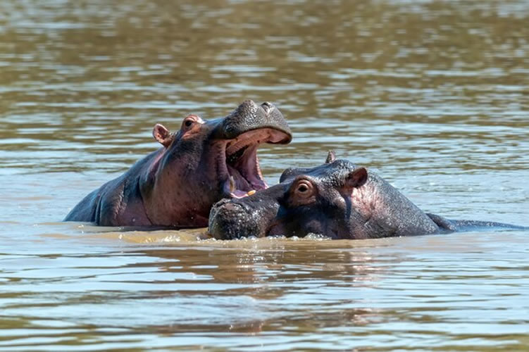 9 Days: The Great Rift Safari