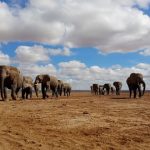 Kilimanjaro Amboseli