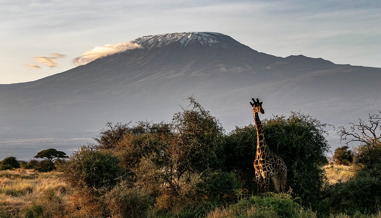 Giraffe, Mount Kilimanjaro