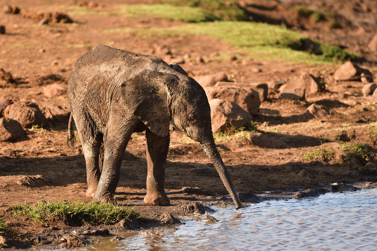 Elephant water hole Amboseli