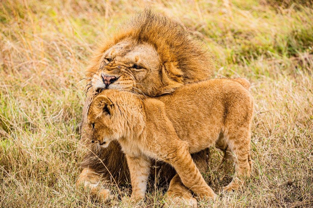 Lions in the Amboseli