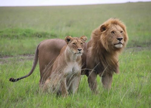 Your 7-Day Kenya Safari Itinerary | What to Pack for Amboseli, Naivasha, and the Maasai Mara