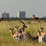 How much does it cost to go to Nairobi National Park?