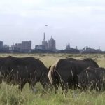 Private vs. Group Safari