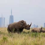 Afternoon Nairobi National Park Safari