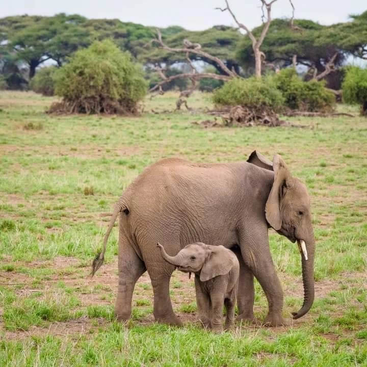 Why Amboseli National Park is Special