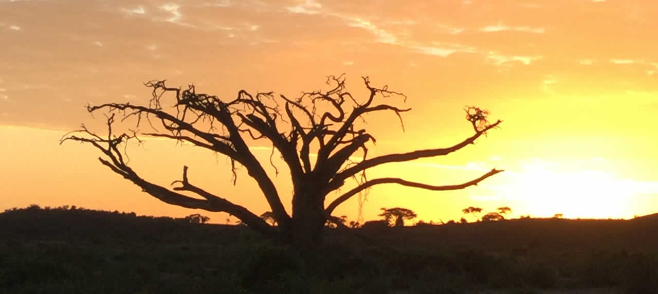 Dusk in the Amboseli
