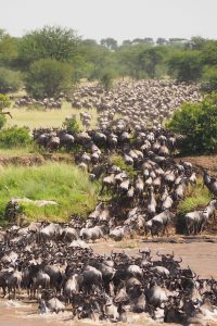 Great Migration Masai Mara with Amboseli Plains Safaris