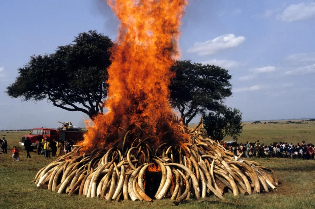 Exploring the Ivory Burning Site and Unique Experiences in Nairobi National Park