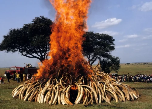 Exploring the Ivory Burning Site and Unique Experiences in Nairobi National Park