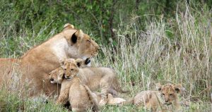 Safari in Kenya