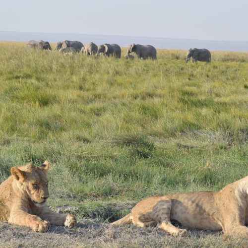 4 Days 3 Nights Amboseli National Park Safari Adventure — Wildlife and Photography Escape