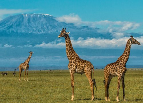4 Days 3 Nights Aberdare and Laikipia Luxury safari