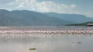 Lake Bogoria flamingos Kenya
