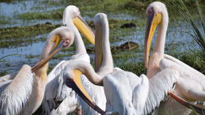 Kenya low season travel