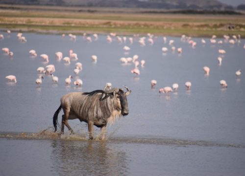 2026 Top 5 Places to Visit in Kenya This Season (January–May)