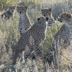 local tour company Kenya