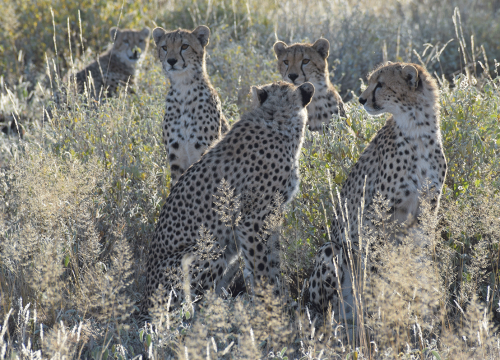 Save Money by Booking your next Safari with a local Kenyan Tour Company