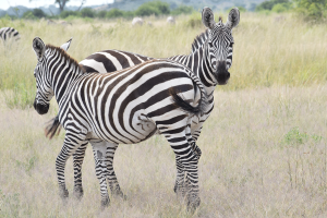 local tour company Kenya