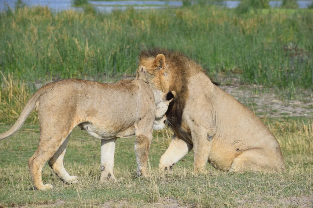 maasai village tour kenya