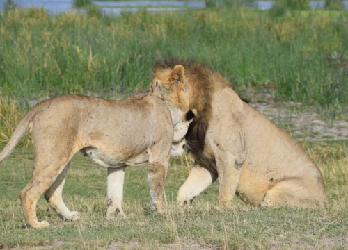 Maasai Village Tour in Kenya 2026: What to Expect, Costs, Etiquette & Insider Tips from a Local Safari Operator